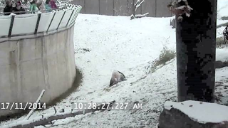 Panda Bear Takes Some Snow Tumbles, Knows What Livin' Is All About